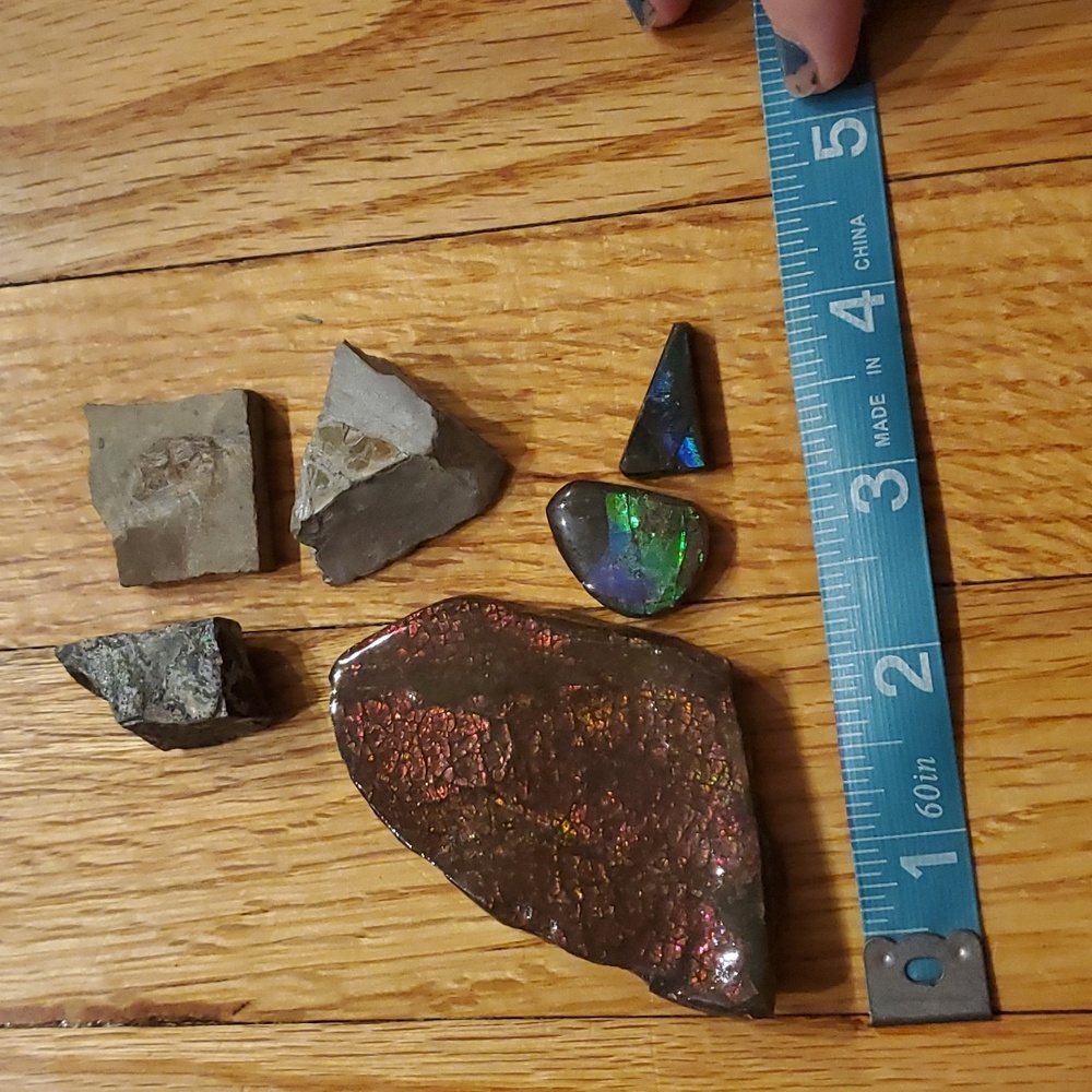 Ammolite fossil lot - Picture 2 of 12